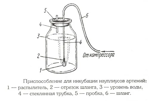 Артемия