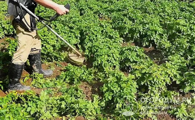 Скашивание ботвы перед уборкой, не ранее чем через месяц после окончания цветения, повышает сохранность урожая зимой