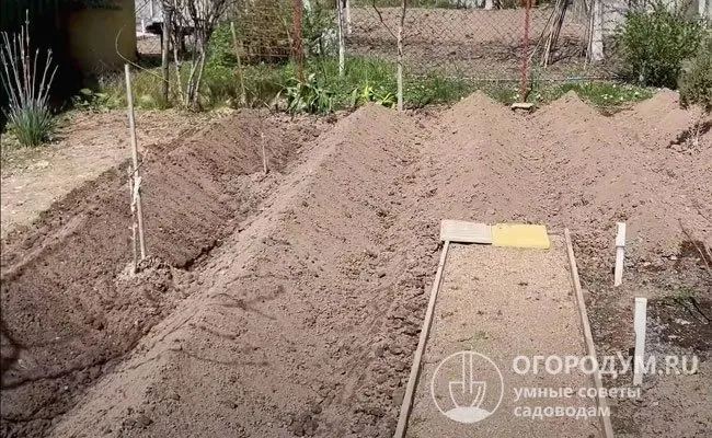 В гребнях почва быстрее прогревается, что ускоряет развитие подземных побегов – столонов