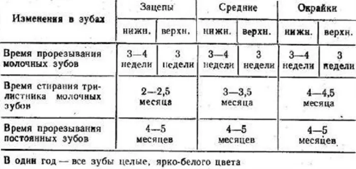 Как определить возраст собаки по ее зубам 2