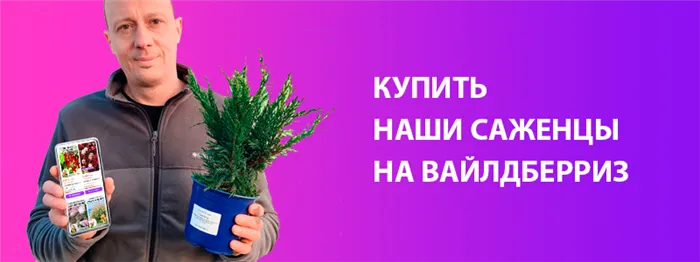 Клубника повреждена земляничным клещем