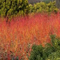 Дерен Эннис Винтер Оранж (Cornus sanguinea)