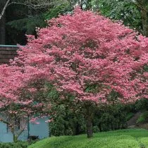 Дерен цветущий (Cornus florida)