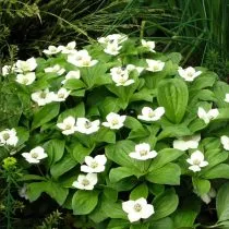 Дерен канадский (Cornus canadensis)