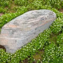 Дерен шведский (Cornus suecica)