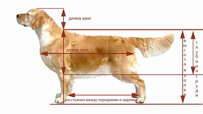 Какая одежда нужна собаке 11