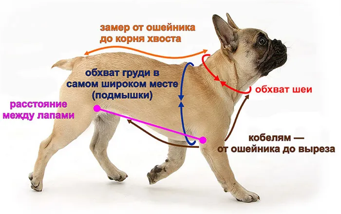 Какая одежда нужна собаке 9