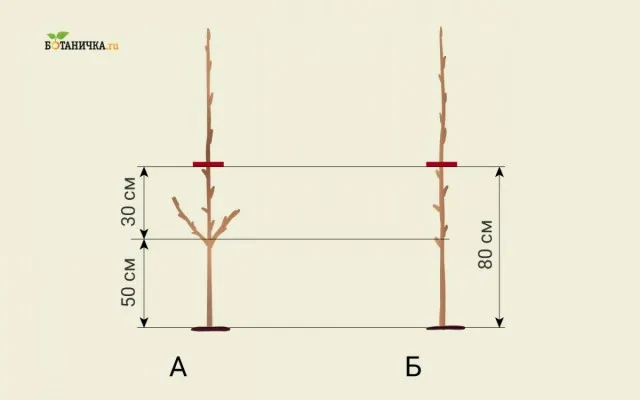 Обрезка саженца яблони после посадки: А - обрезка саженца с боковыми побегами, Б - обрезка саженца без боковых побегов