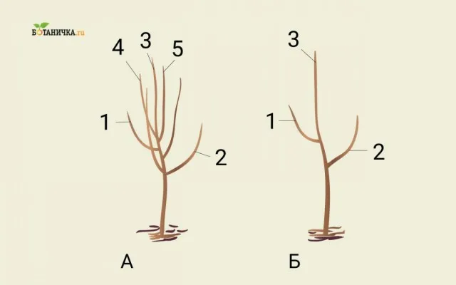 Формирование кроны юной яблони: А - саженец до обрезки, Б - саженец после формирования первого яруса кроны. 1 и 2 - ветви первого яруса, 3 - центральный проводник, 4 и 5 - ветки, подлежащие обрезке