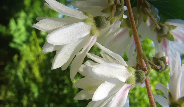 Дейция шершавая (Deutzia scabra)