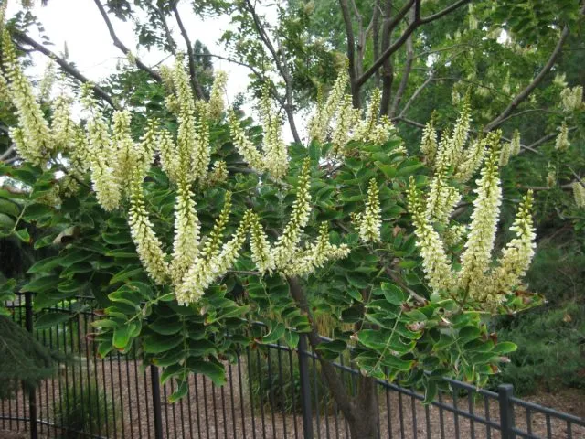 Маакию амурская (Maackia amurensis)