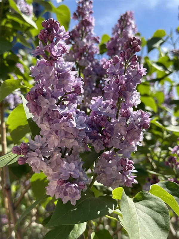 Сирень (лат. Syringa)