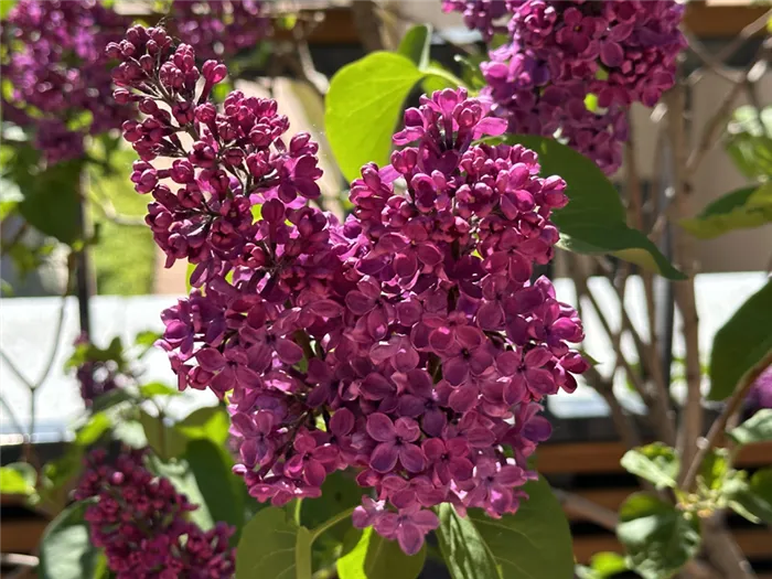 Сирень (лат. Syringa)