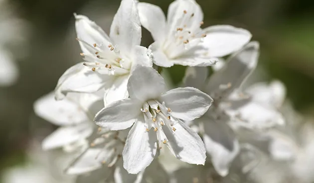 Дейция изящная (Deutzia gracilis)