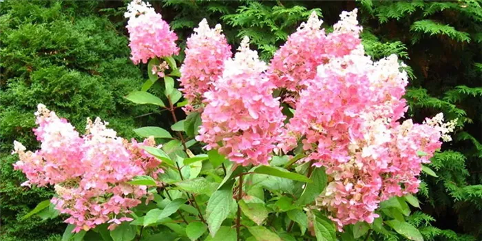 Гортензия метельчатая (Hydrangea paniculata) Мега Минди С3 СП/24