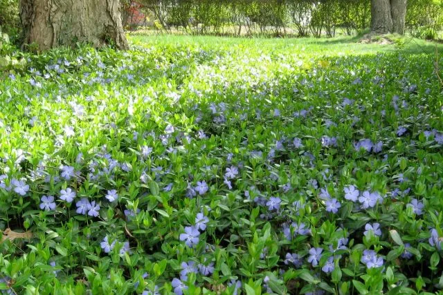 Барвинок малый (Vinca Minor) 