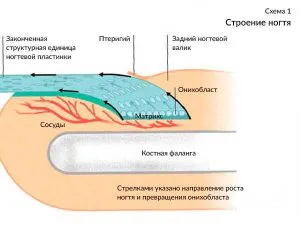 Как и откуда на самом деле растут ногти 2