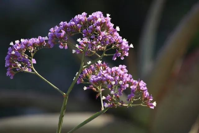 Статица (Limonium)