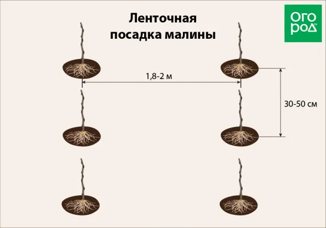 Ленточная посадка