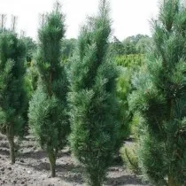 Сосна обыкновенная Фастигата (Pinus sylvestris