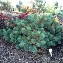 Сосна обыкновенная Альбинc (Pinus sylvestris