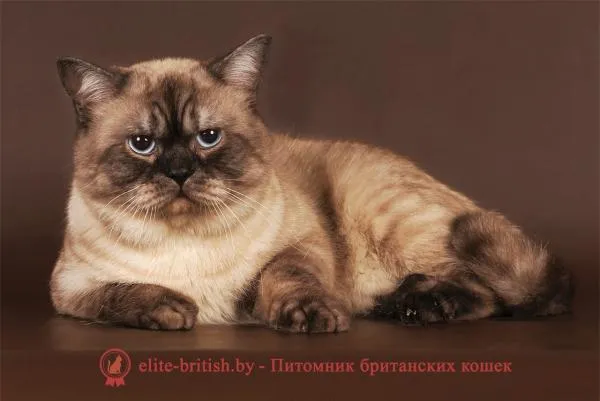 Окрасы британских кошек 7