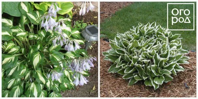 Хоста волнистая (Hosta undulata)