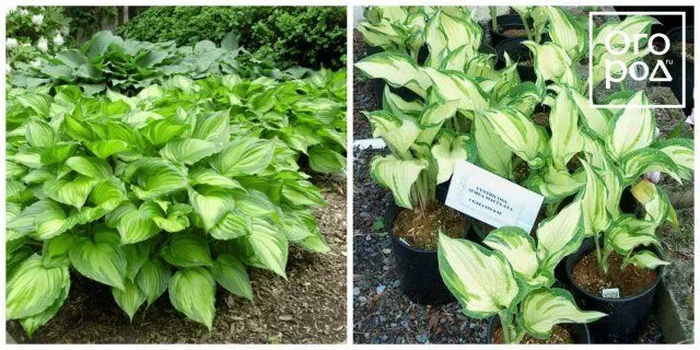 Хоста вздутая (Hosta ventricosa) сорта Аurea-Mаculata