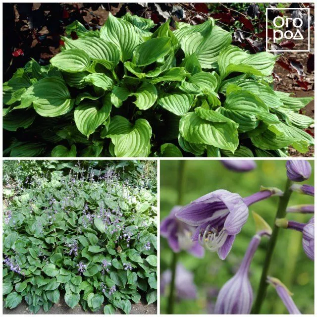 Хоста вздутая (Hosta ventricosa)