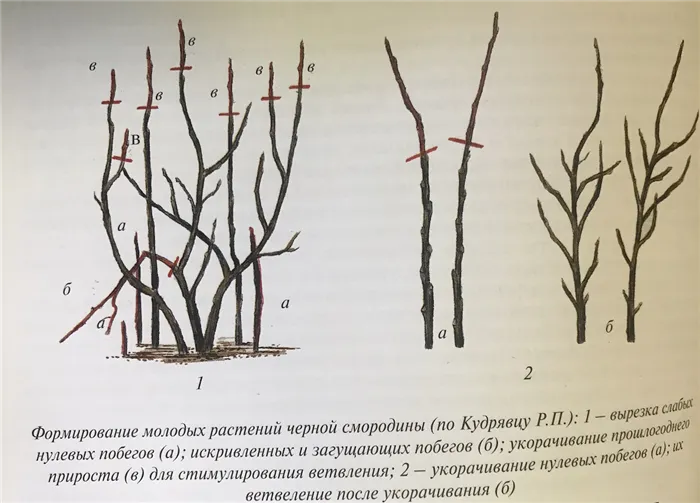 Обрезка смородины осенью: руководство для садоводов 5