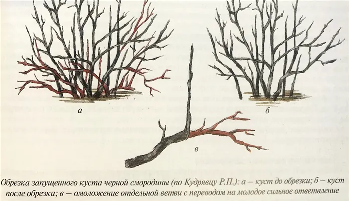 Обрезка смородины осенью: руководство для садоводов 6