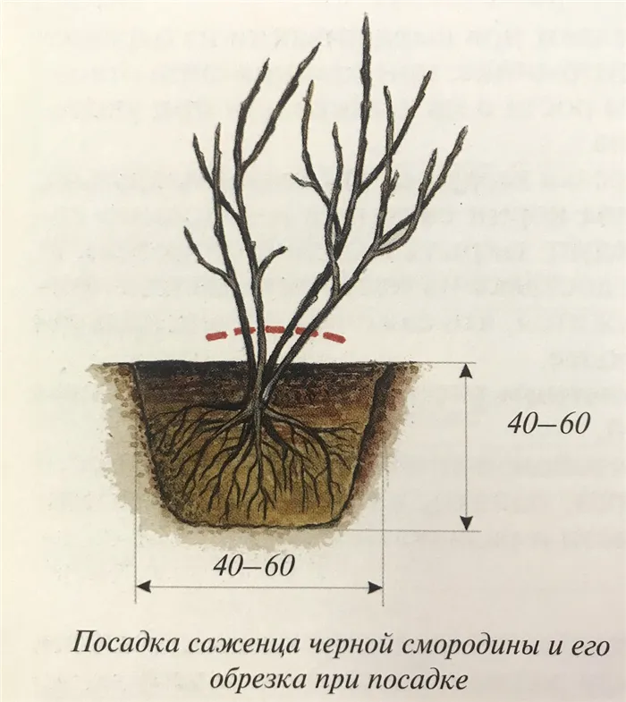 Обрезка смородины осенью: руководство для садоводов 2