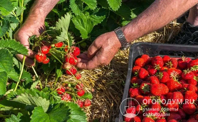 При высоком уровне агротехники урожай может достигать 2-2,5 кг ягод с куста за сезон