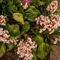 Гибридный бадан (Bergenia х hybrids), сорт Сильберлихт (Silberlicht)