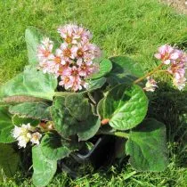 Гибридный бадан (Bergenia х hybrids), сорт Дамбо (Dumbo)