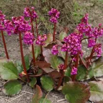 Гибридный бадан (Bergenia х hybrids), сорт Эроика (Eroica)