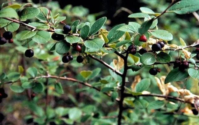 Кизильник черноплодный (Cotoneaster melanocarpus)