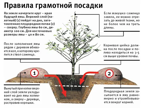 Яблоня Строевское