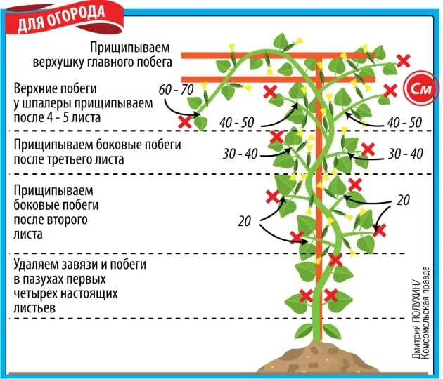 Как формировать огурцы в теплице