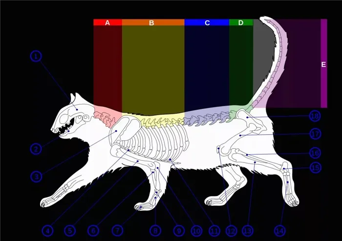 Пальцы у кошек: их функции и количество 3