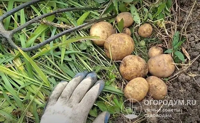 Клубнеплоды наливаются быстро и равномерно, в гнезде закладываются компактно