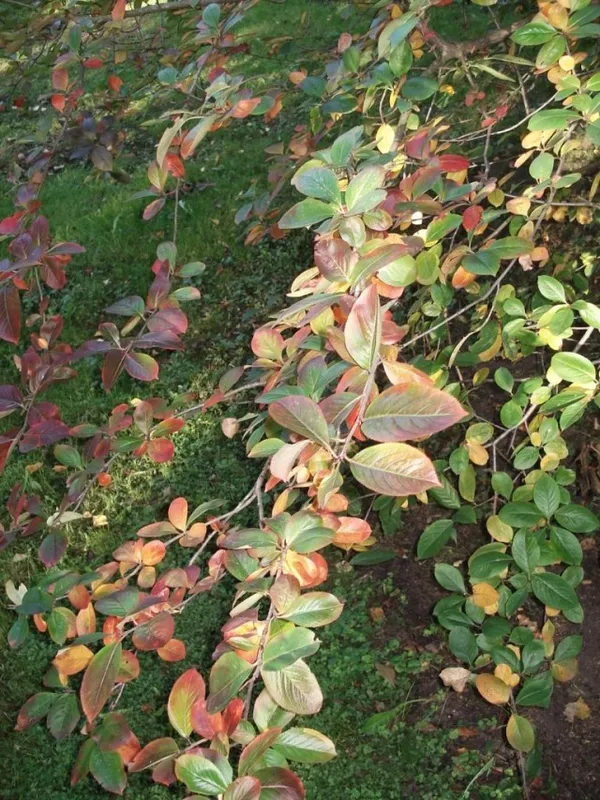 Черноплодная рябина (лат. Aronia melanocarpa)