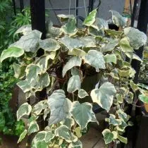 Плющ канарский (Hedera canariensis) 