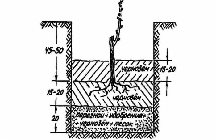  Схема посадки саженца винограда