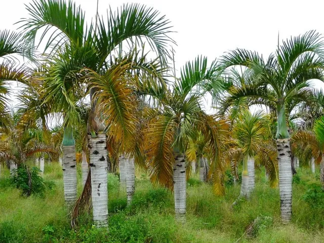 Драцена маргината высотой 200см в горшке (Dracaena marginata)