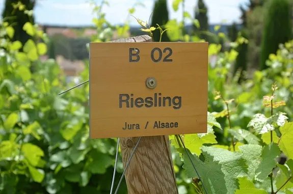 Сорт винограда Рислинг (Riesling): описание и характеристика, фото 3